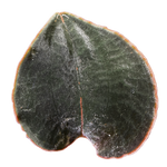 Anoectochilus sp. #53