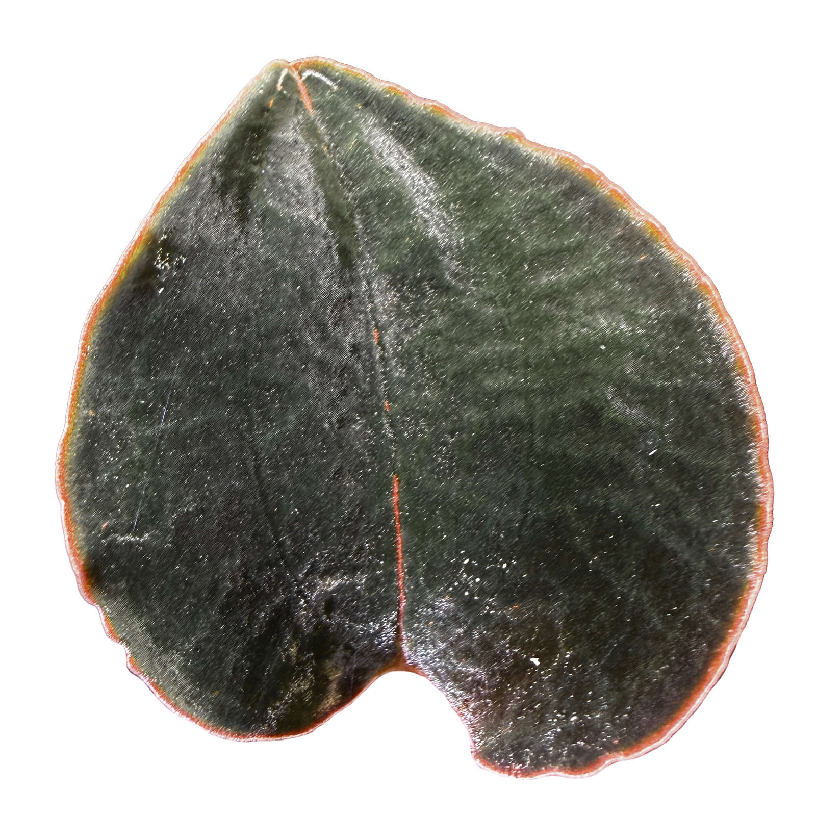 Anoectochilus sp. #53