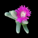 Argyroderma fissum