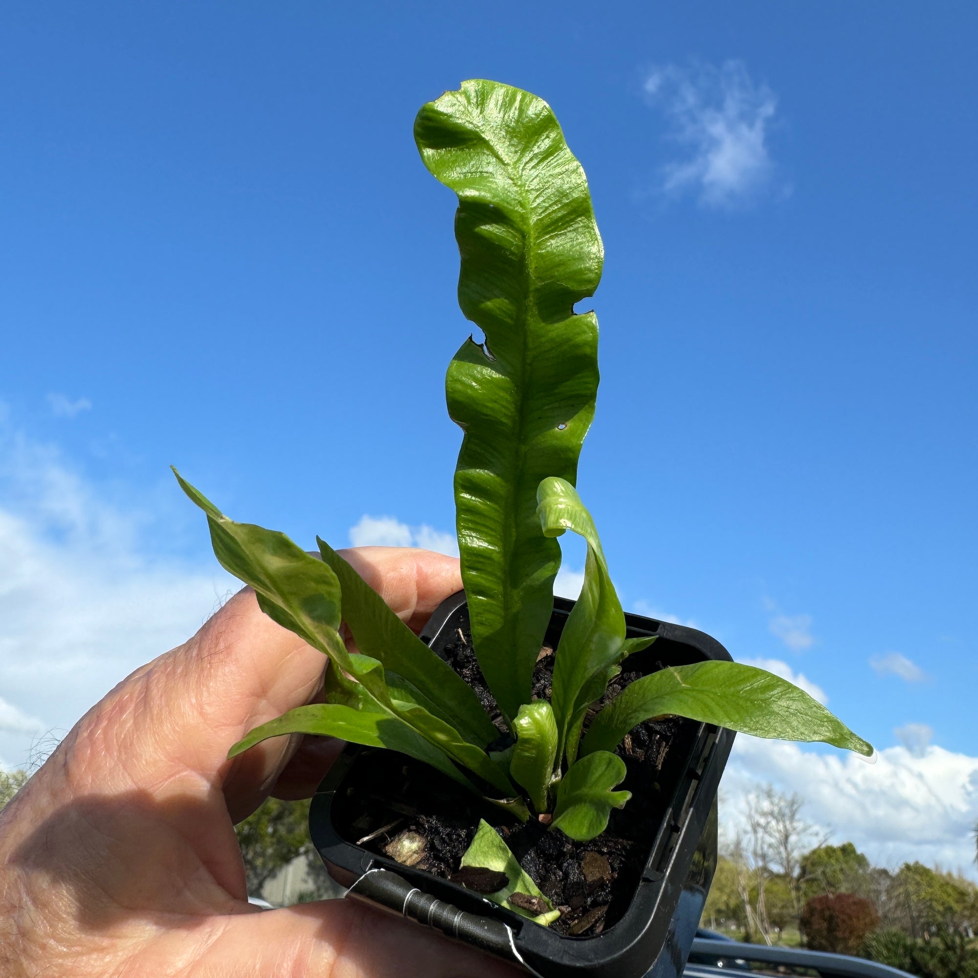 birds nest crispy wave fern Asplenium nidus 'Crispy Wave'