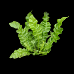 Asplenium nidus 'Crispy Wave'