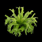 Asplenium-Crissie