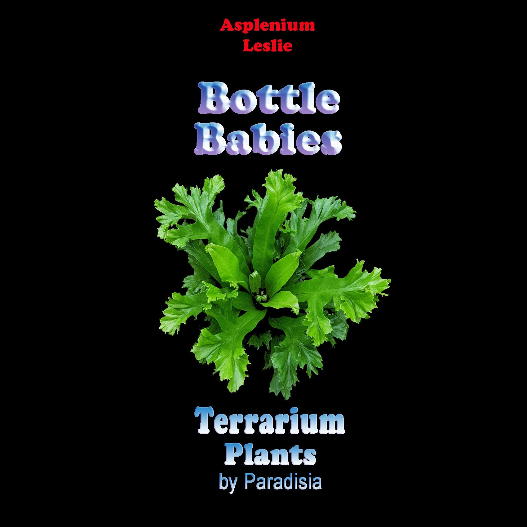 Asplenium-Leslie-Tag