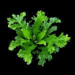 Asplenium-Leslie