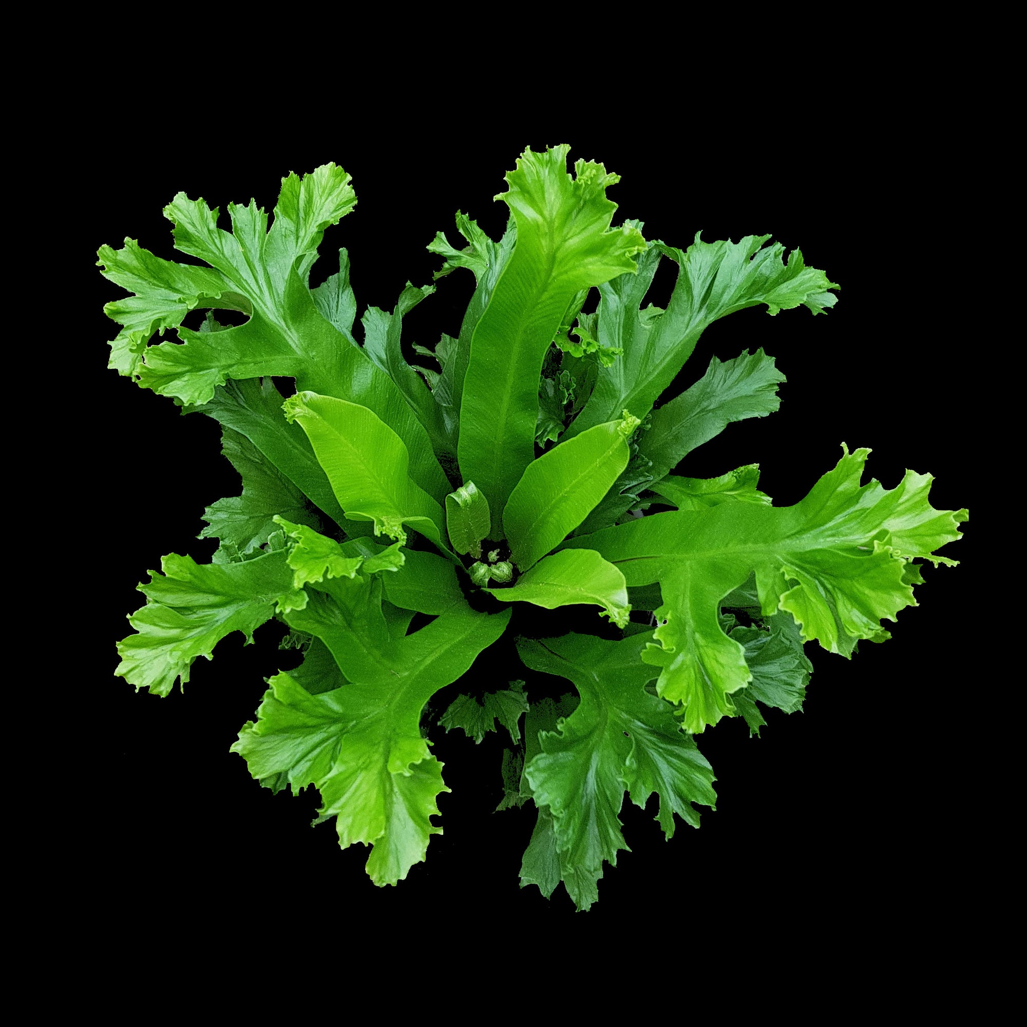 birds nest fern leslie Asplenium antiquum 'Leslie'