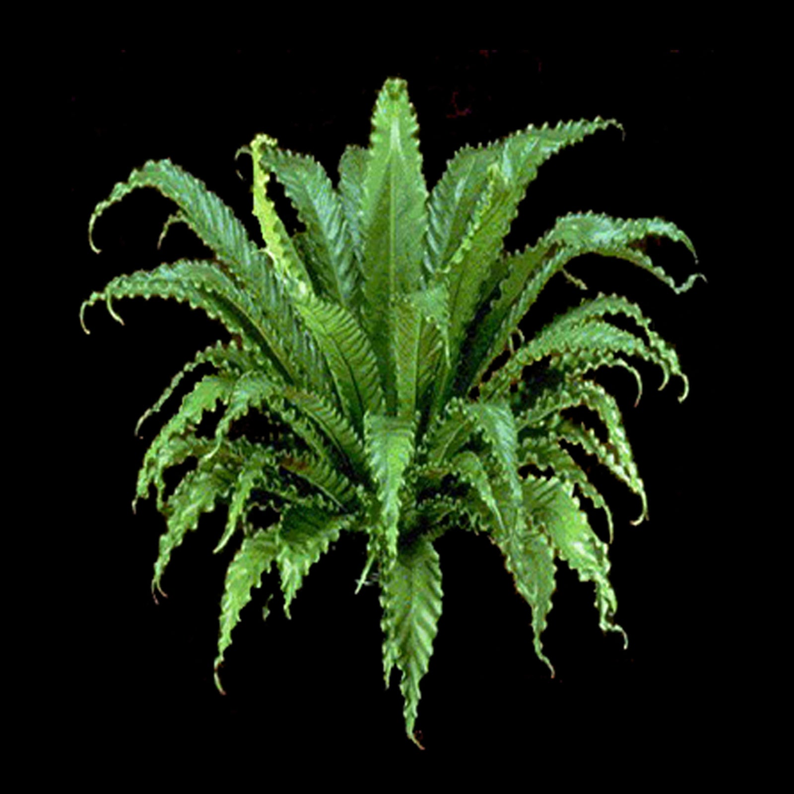 Asplenium-Victoria