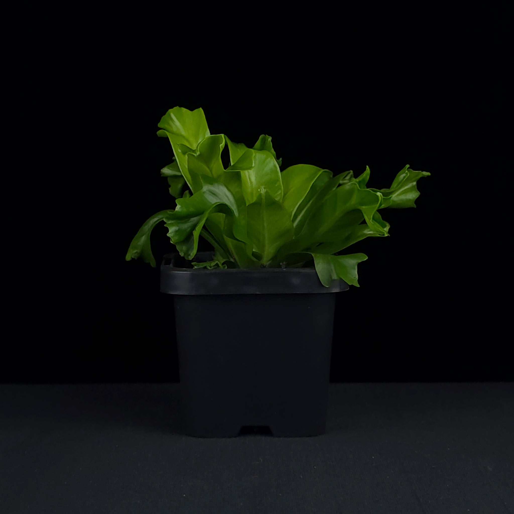 Asplenium antiquum 'Leslie' - The Ruffled Bird's Nest Fern