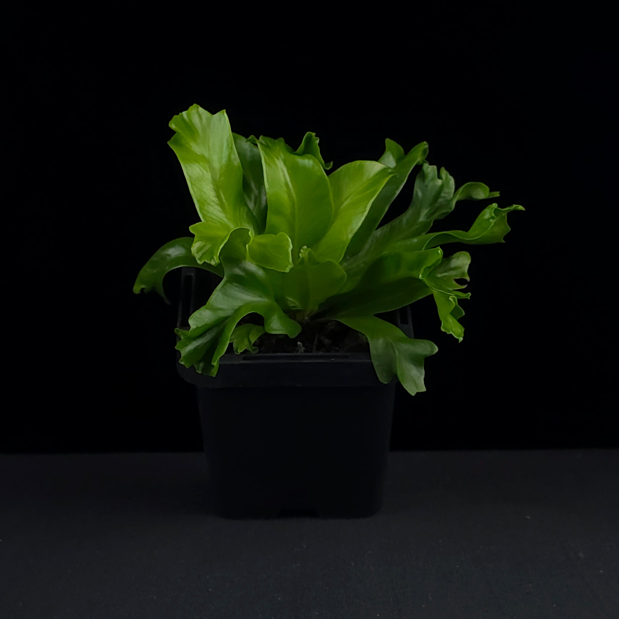 bird's nest fern leslie Asplenium antiquum 'Leslie'