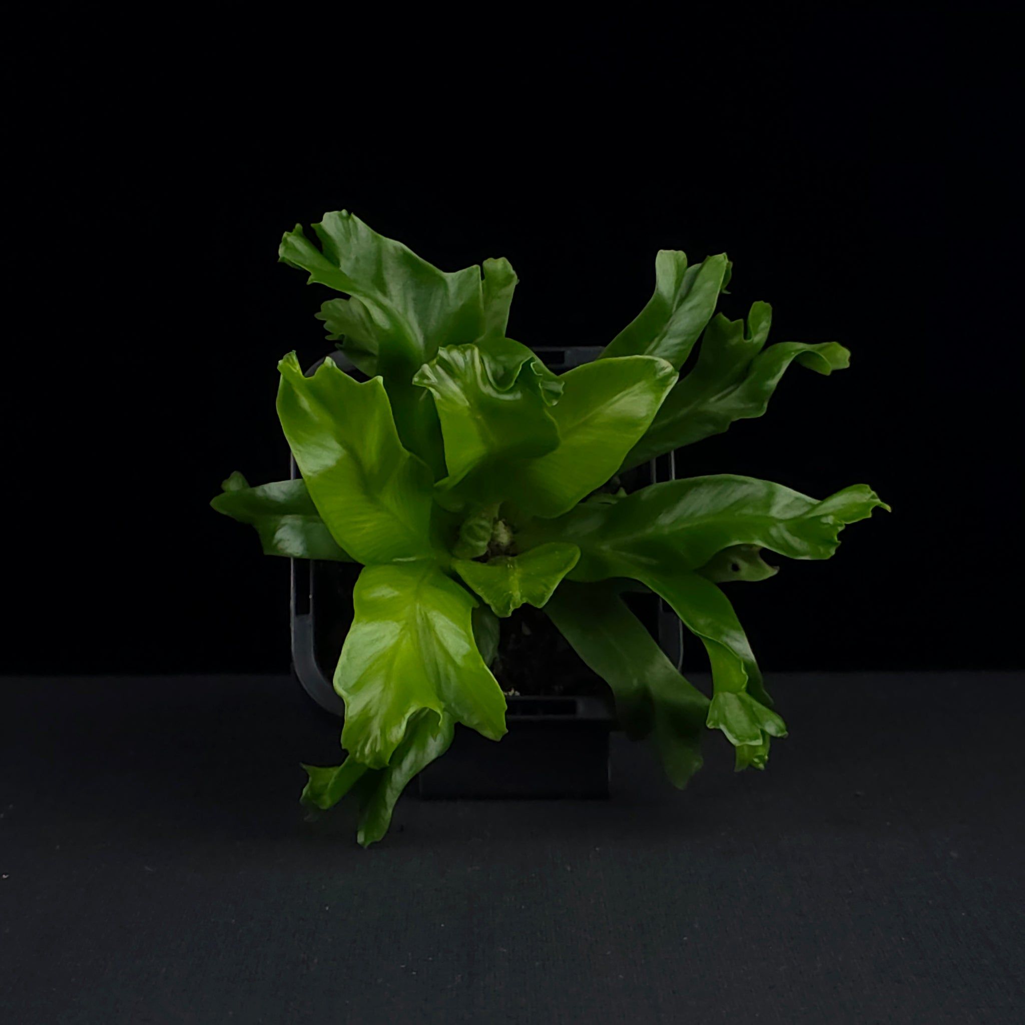 aspenium leslie birds nest fern Asplenium antiquum 'Leslie'