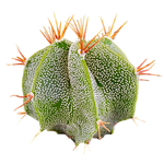 Astrophytum ornatum