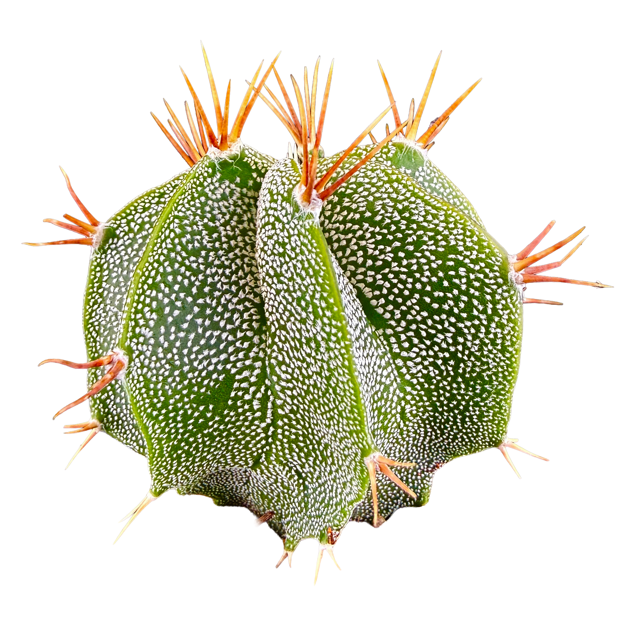 Astrophytum ornatum