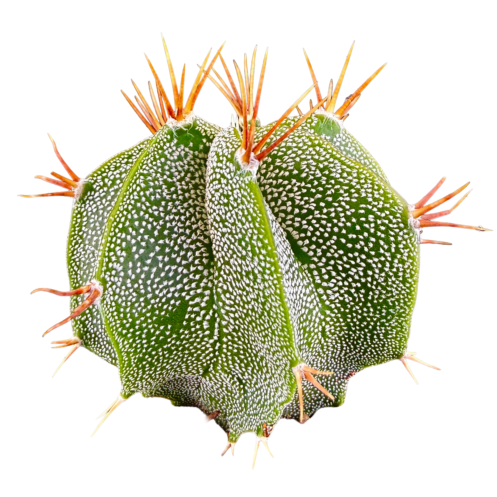 Astrophytum ornatum