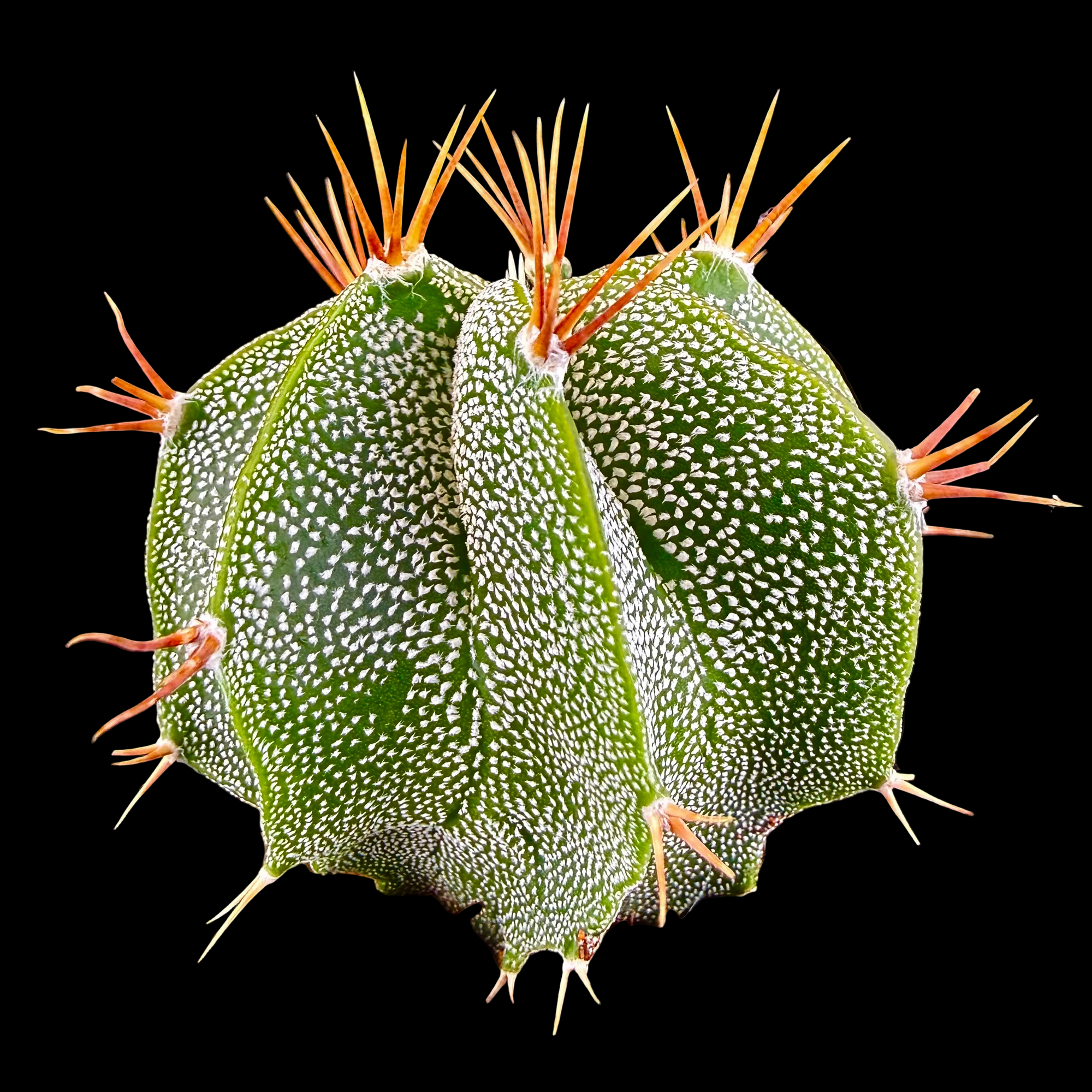 Astrophytum ornatum