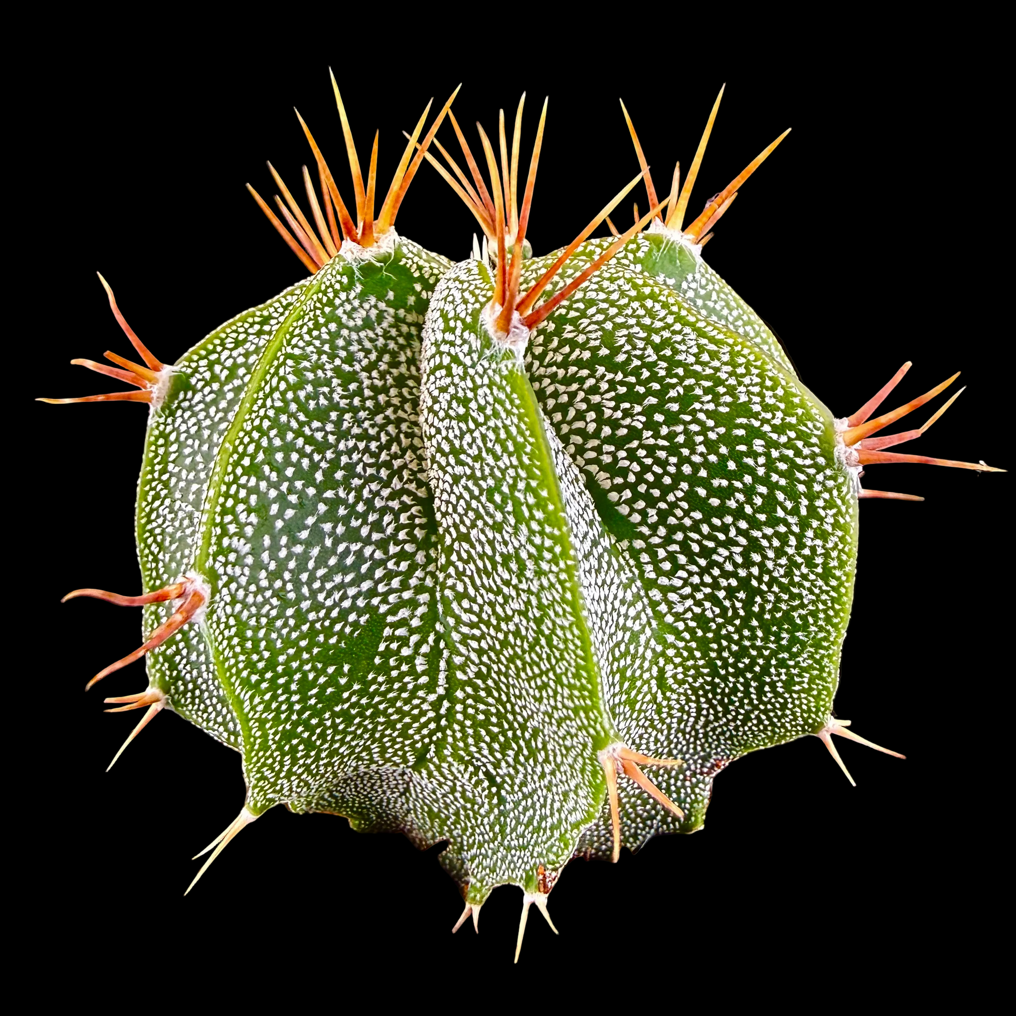 Astrophytum ornatum