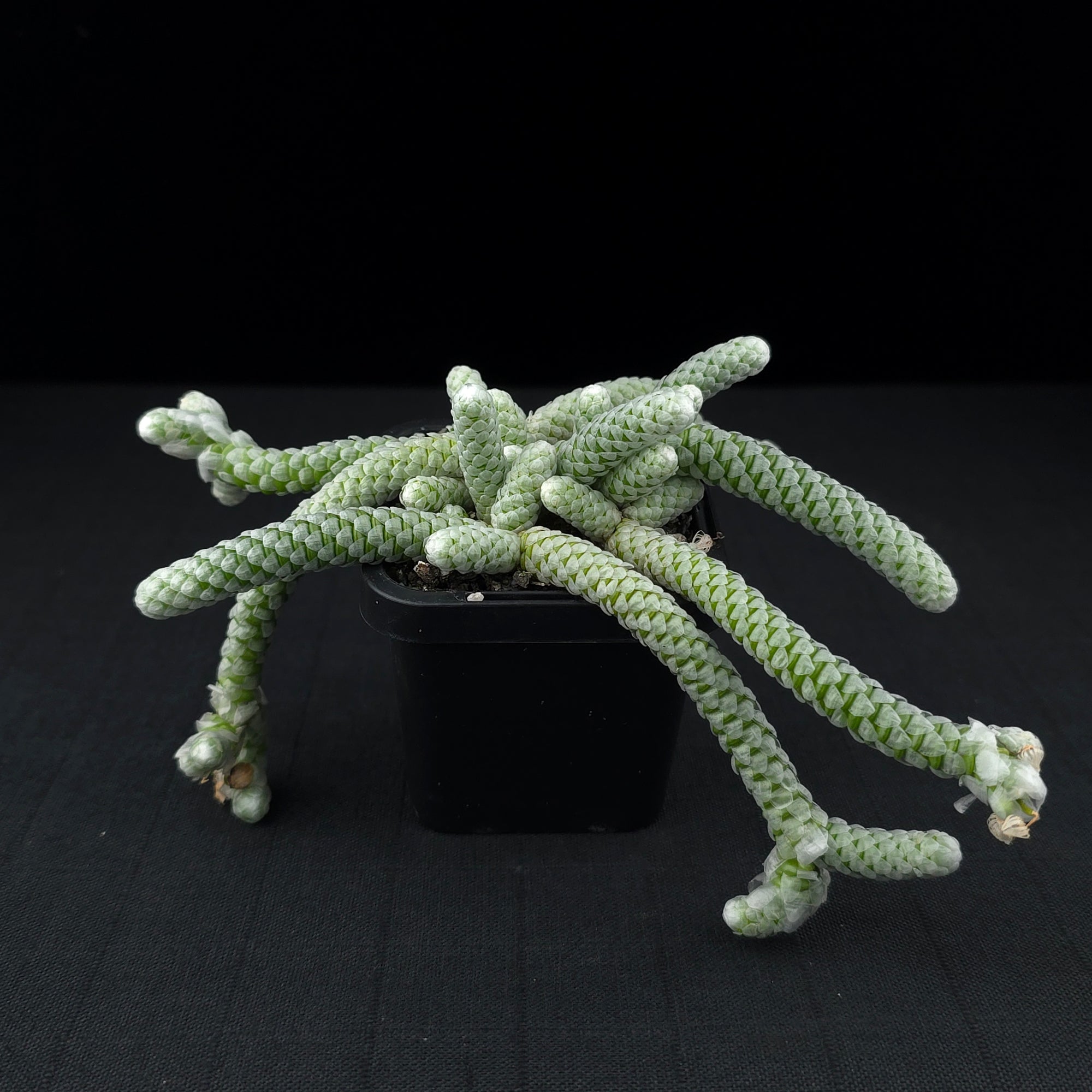 Avonia papyracea (syn. Anacampseros)