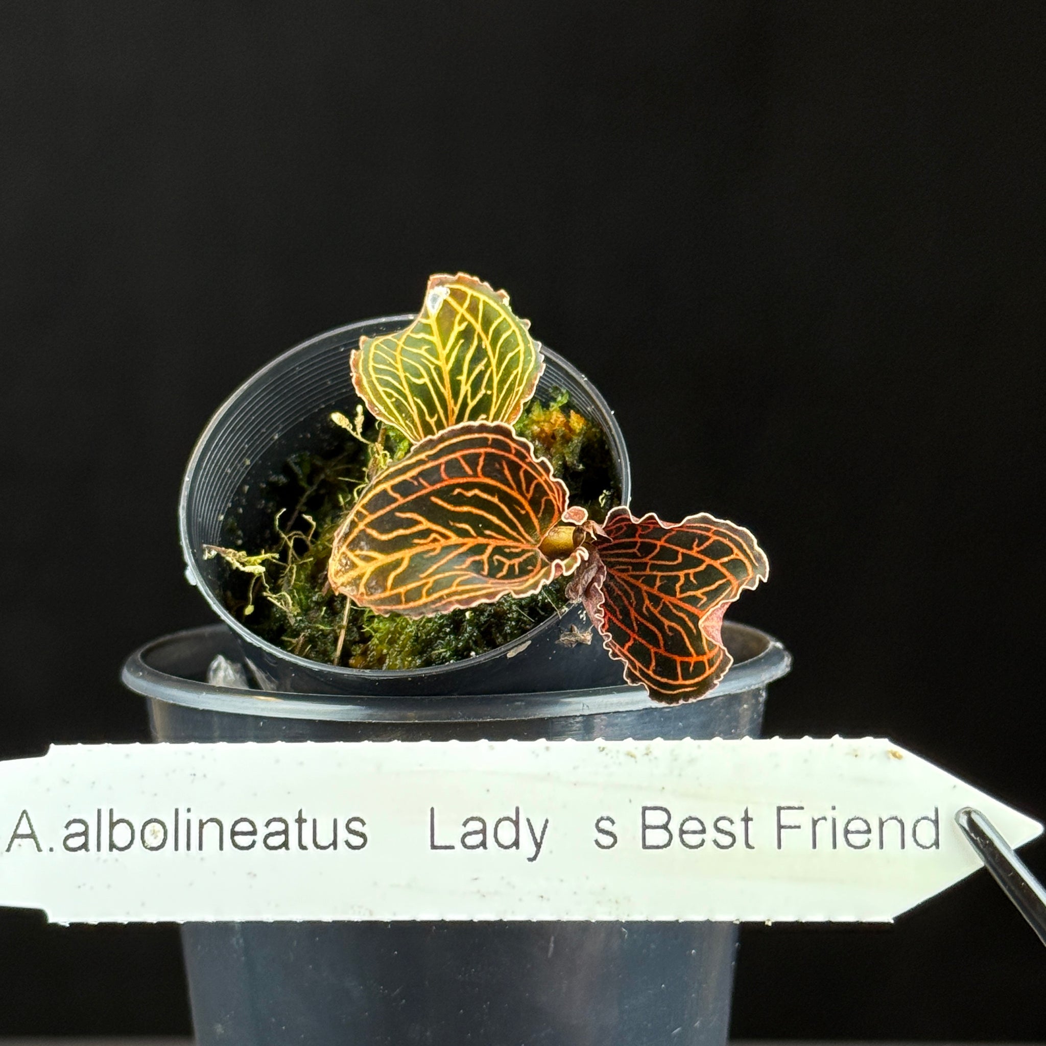 Anoectochilus albolineatus 'Lady's Best Friend'