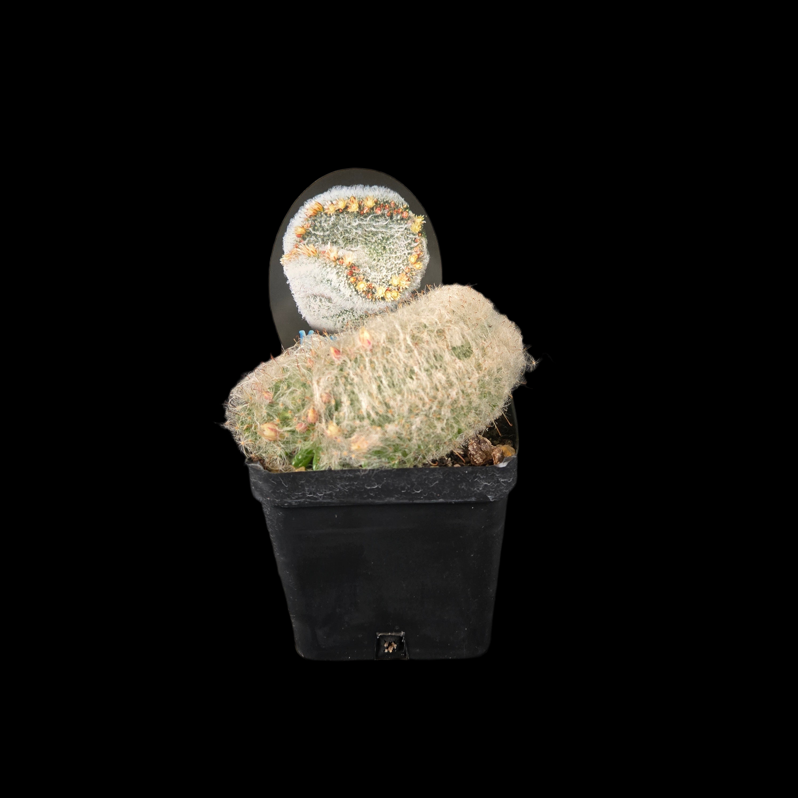 Mammillaria bocasana cristata