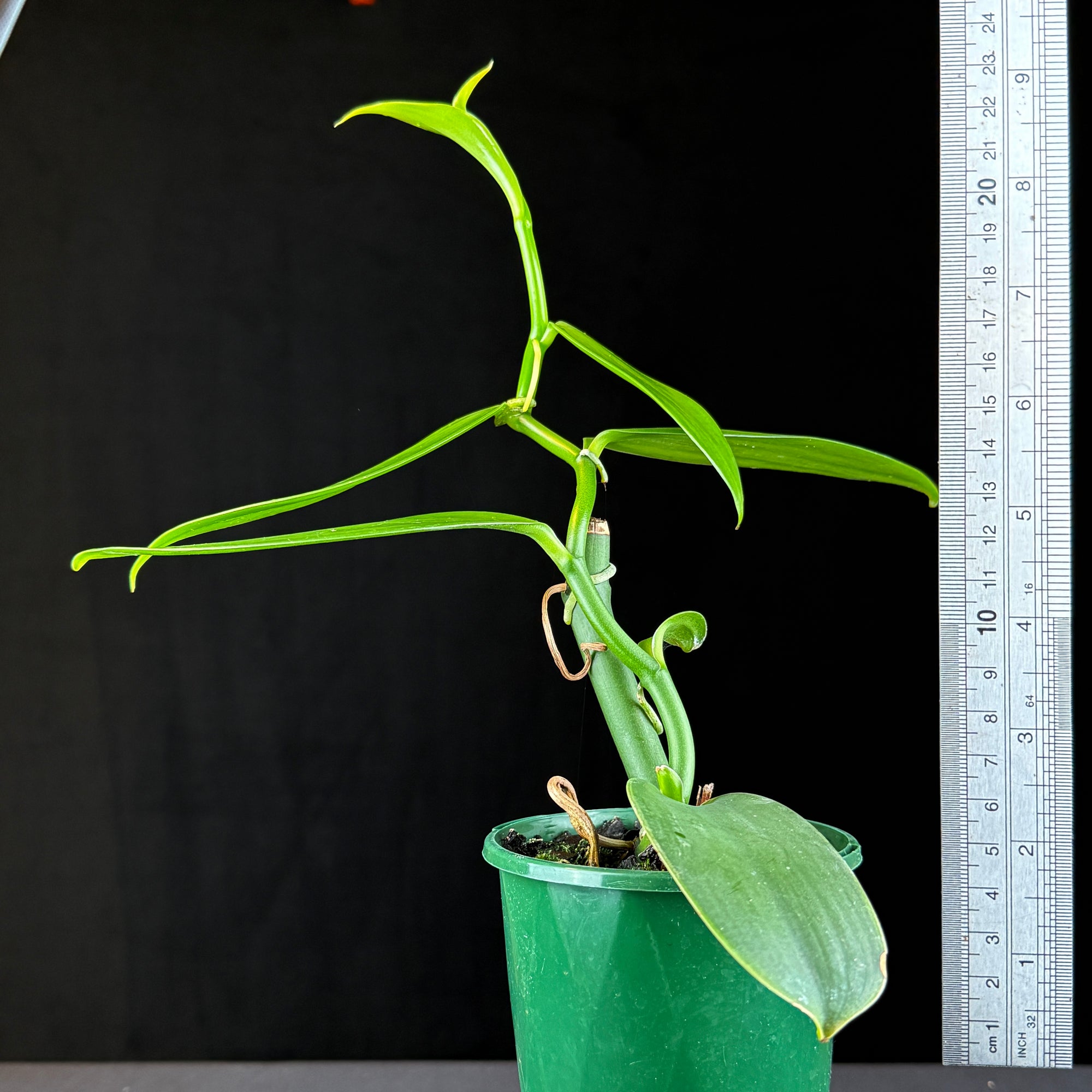 Vanilla planifolia – Vanilla Orchid