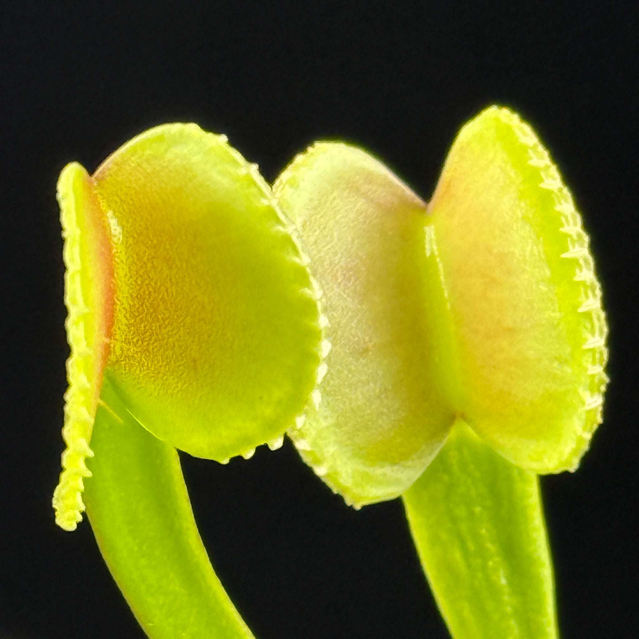 Dionaea muscipula 'Crenata'- Venus Fly Trap