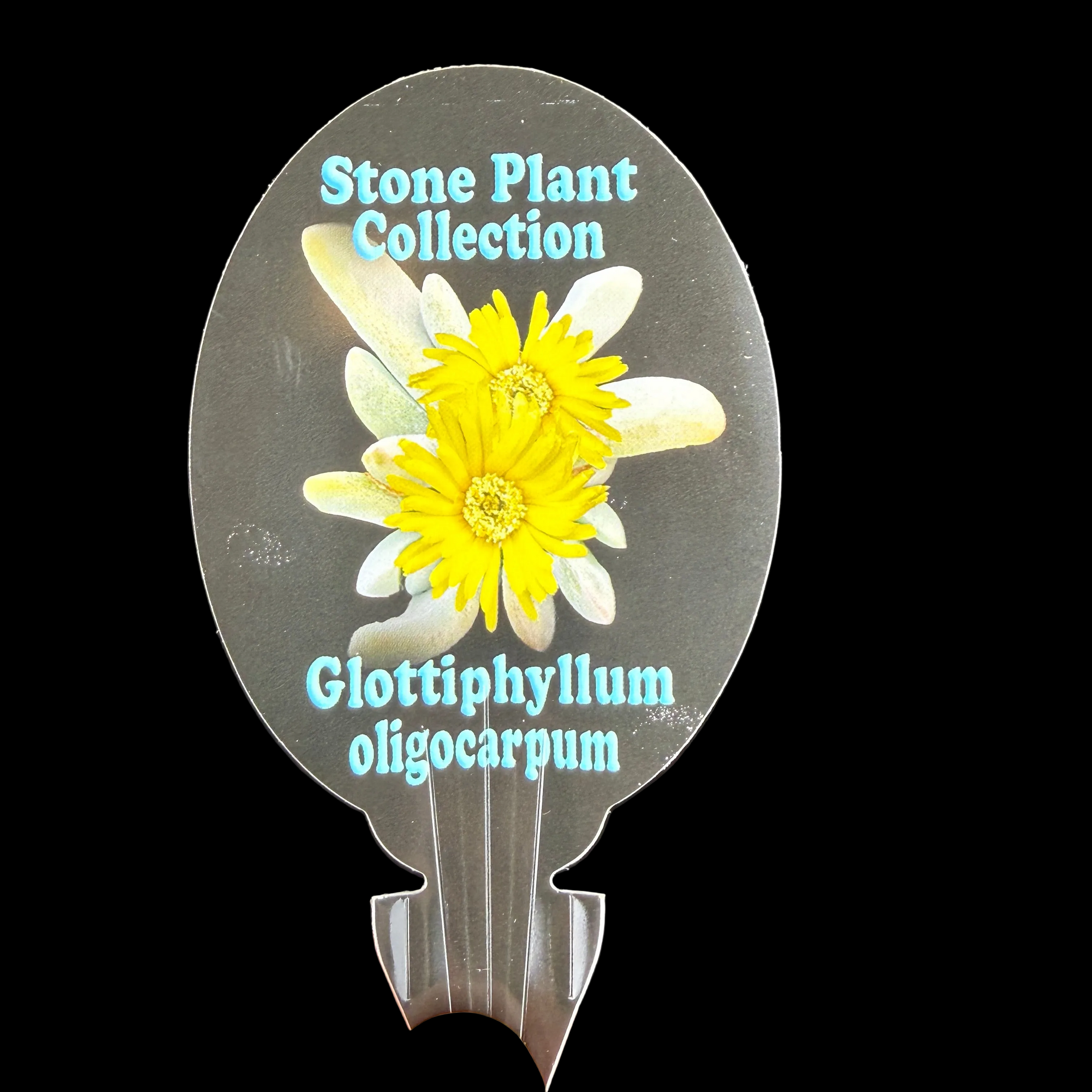 Glottiphyllum oligocarpum