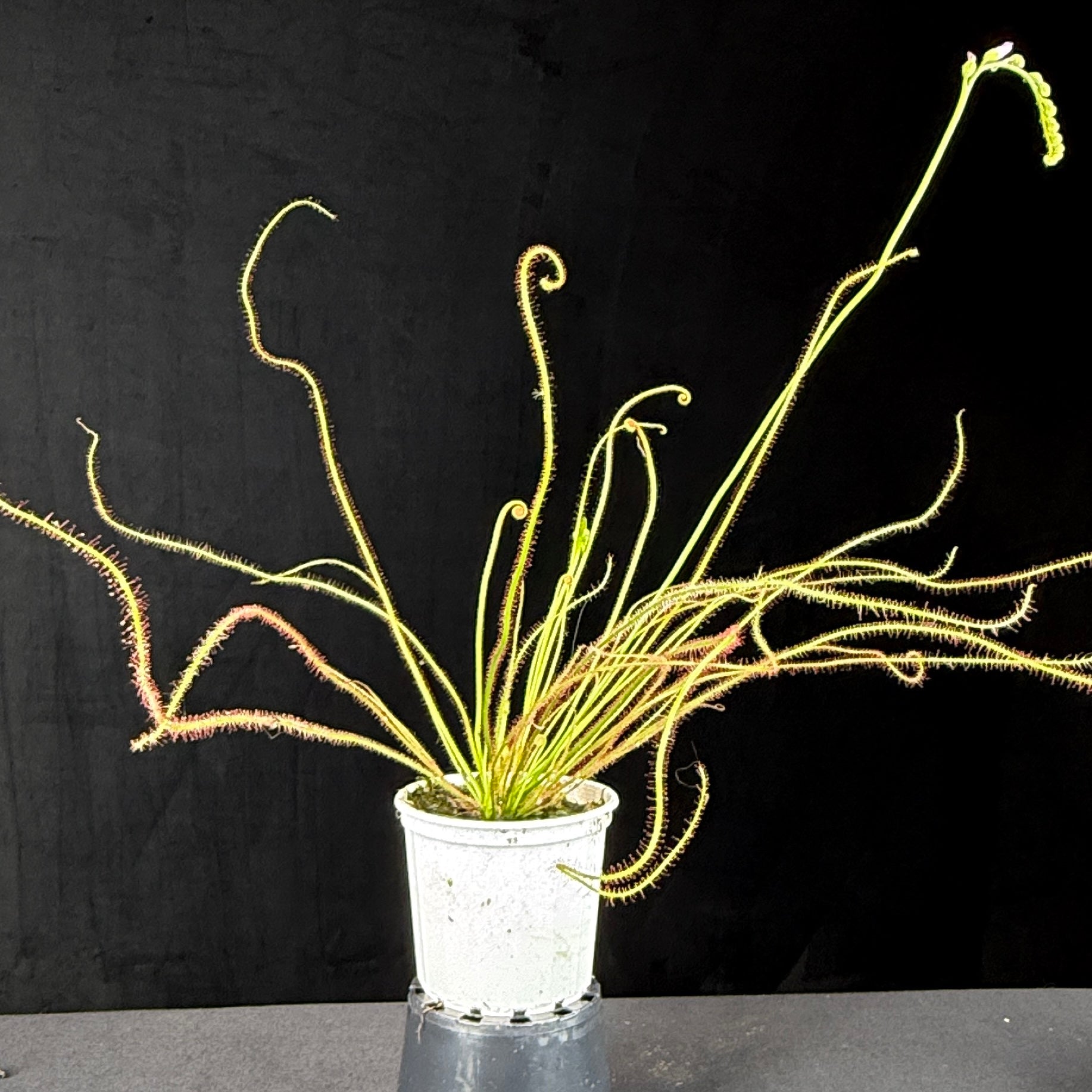 Drosera filiformis var. tracyi