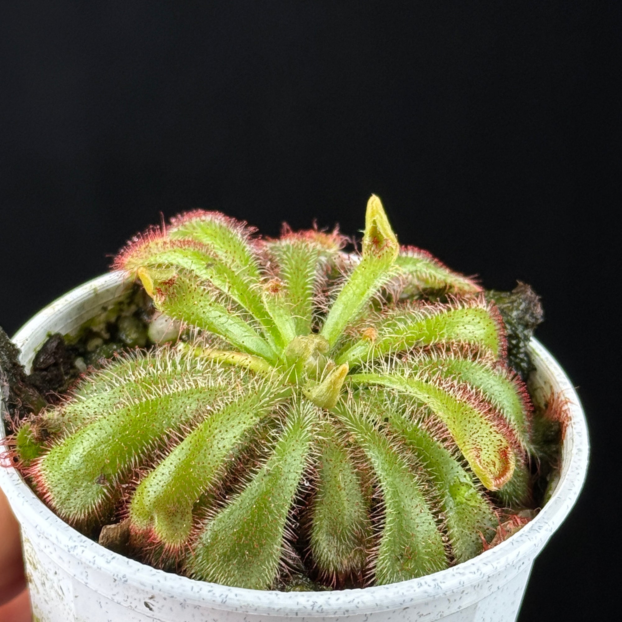Drosera aliciae