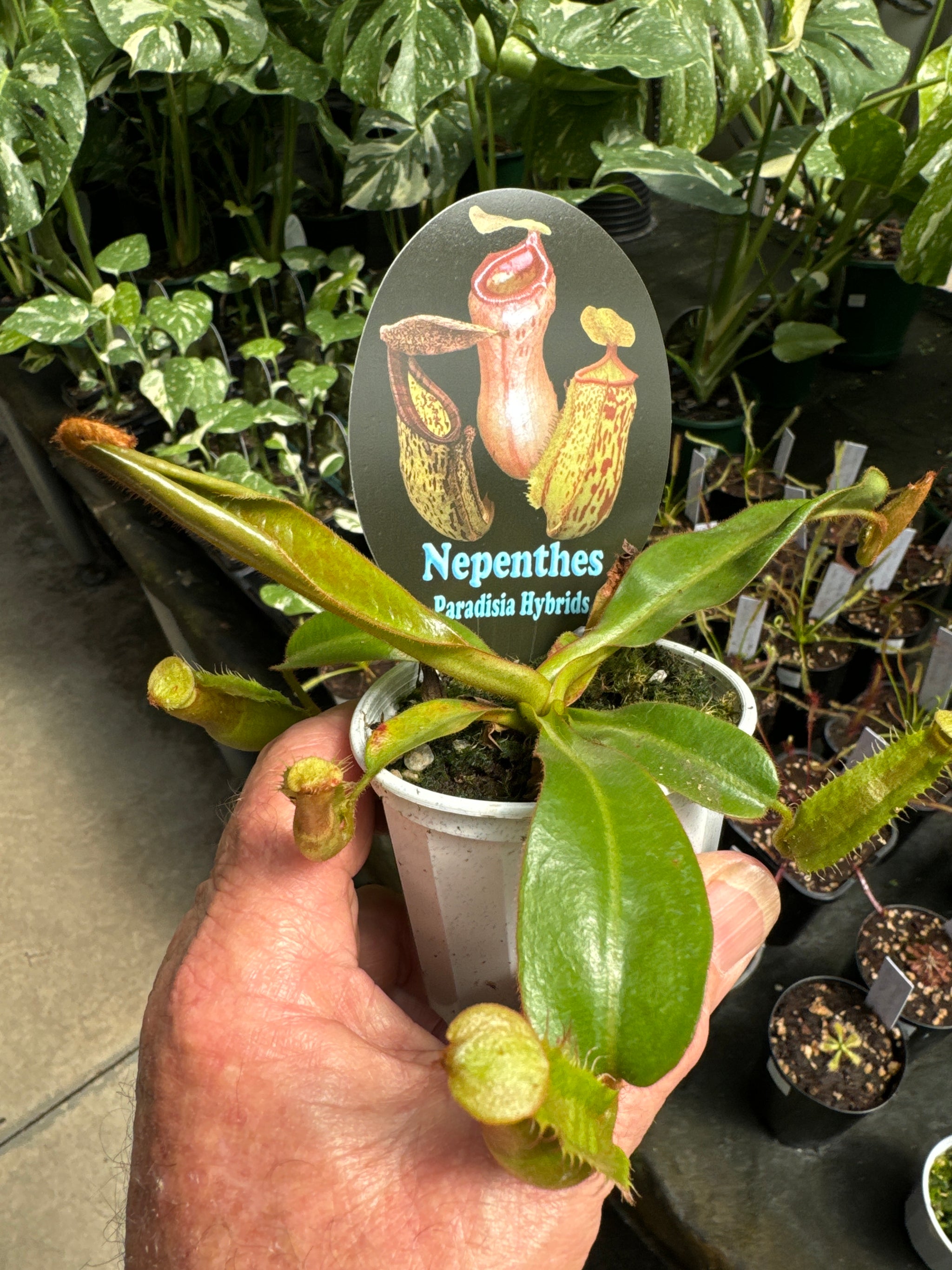 Nepenthes paradisia hybrids 80mm