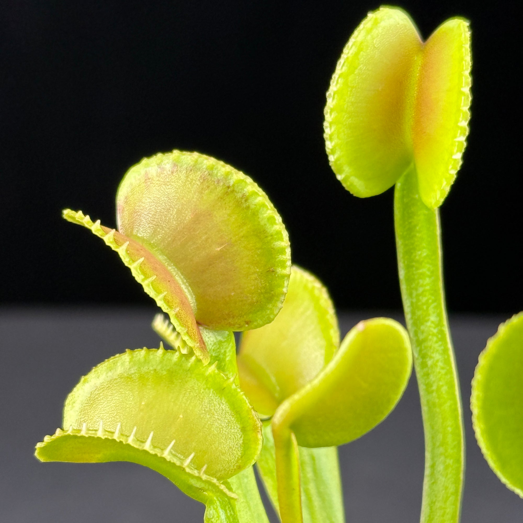 Dionaea muscipula 'Crenata'- Venus Fly Trap