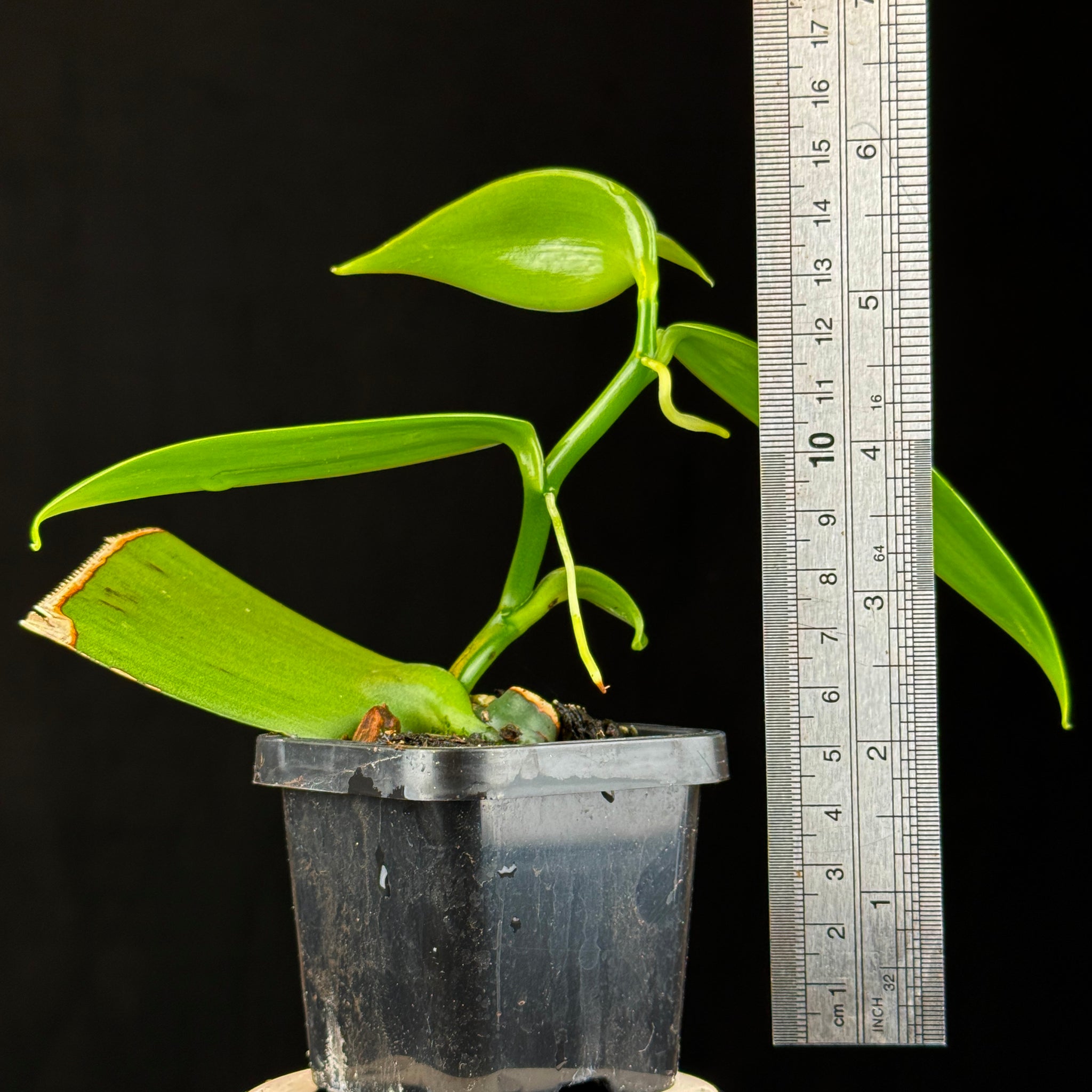 Vanilla planifolia – Vanilla Orchid