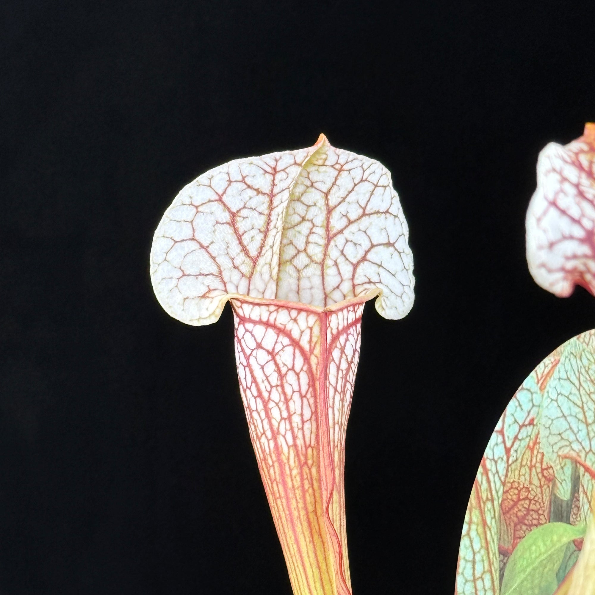 Sarracenia Umlauftiana