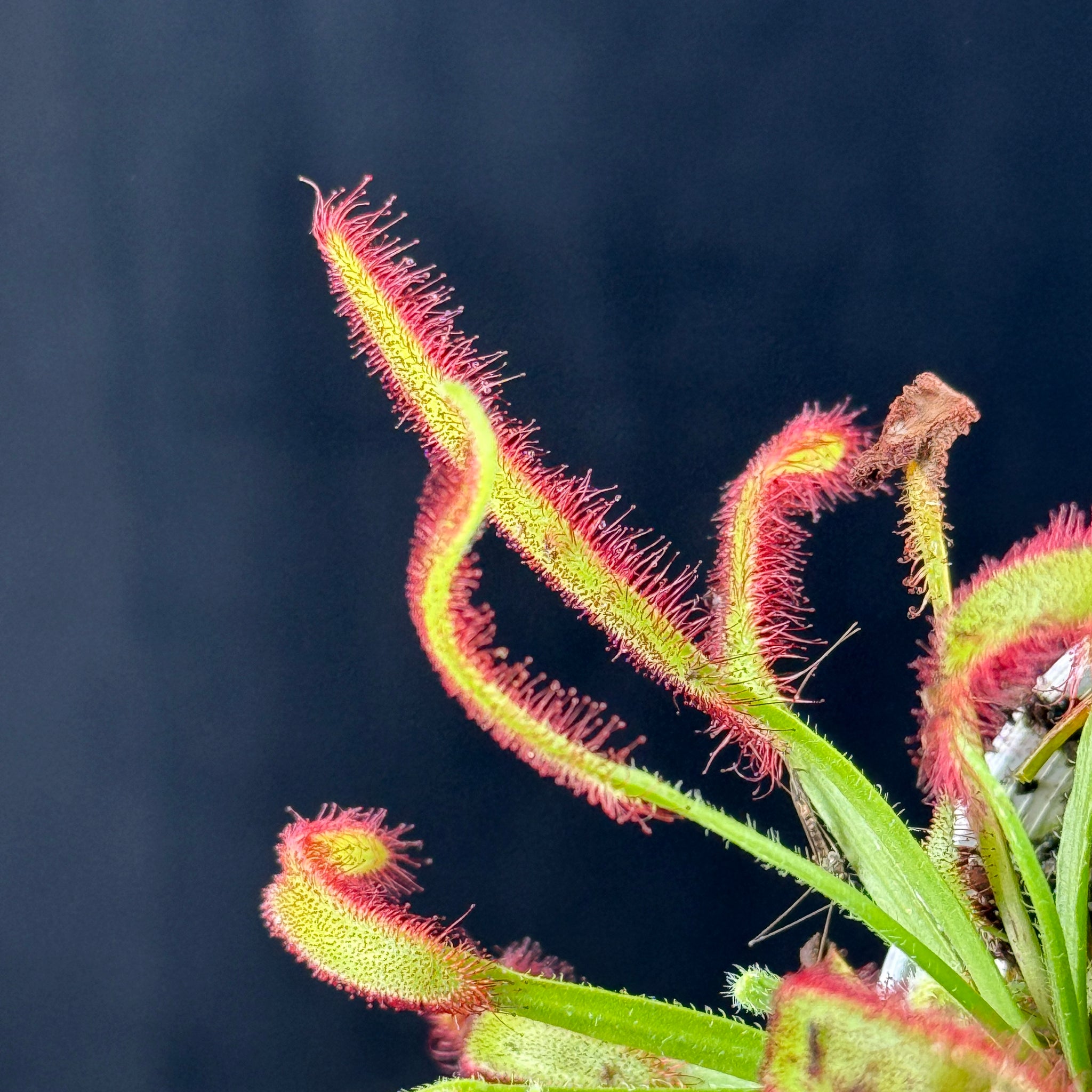 Drosera capensis (Broad Leaf)