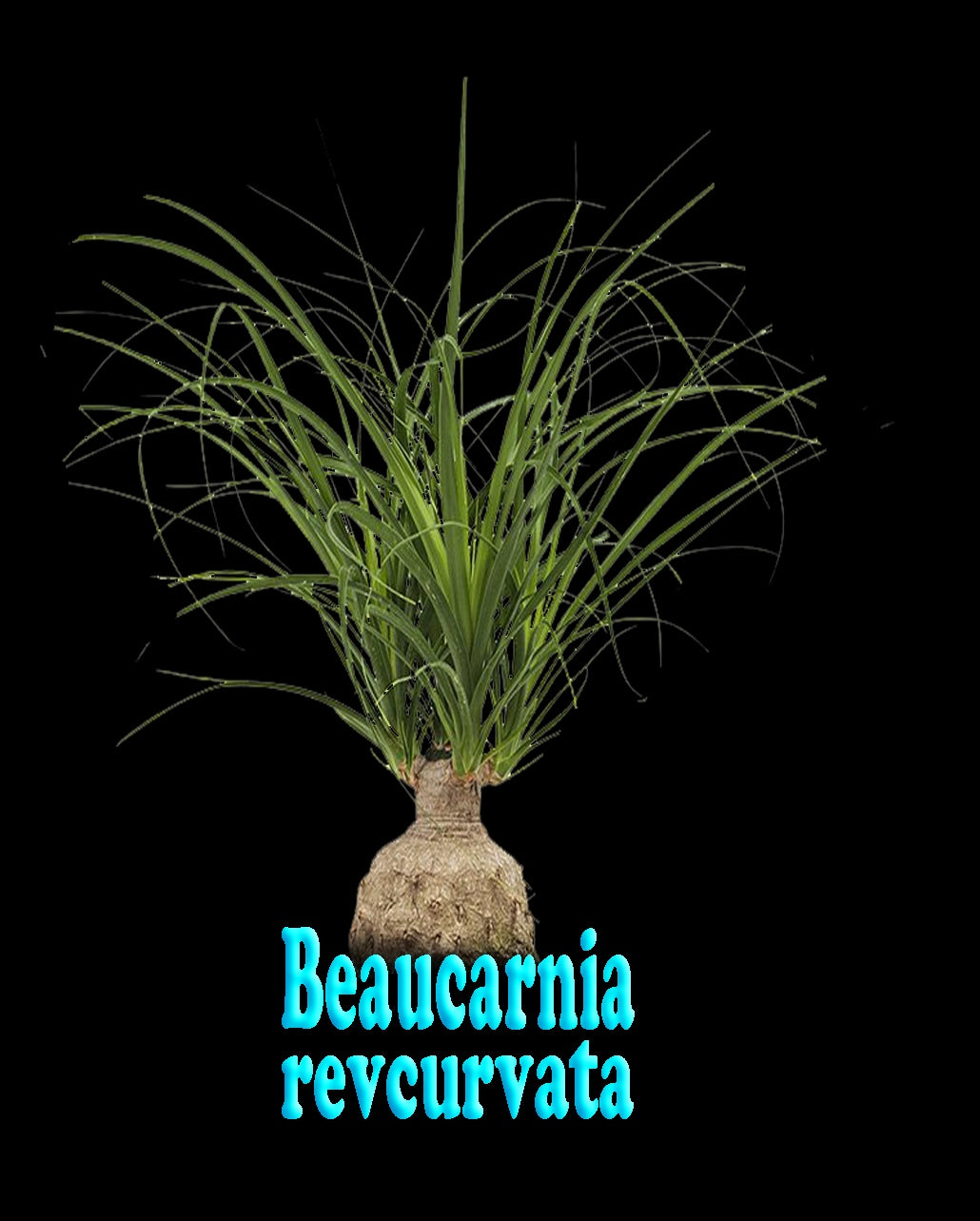 Beaucarnea recurvata 'Ponytail Palm'