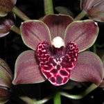 Cymbidium Plush Canyon 'Beenak'