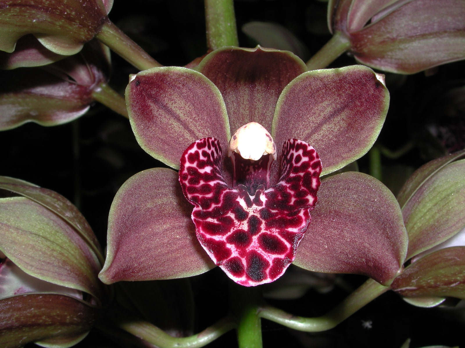 Cymbidium Plush Canyon 'Beenak'