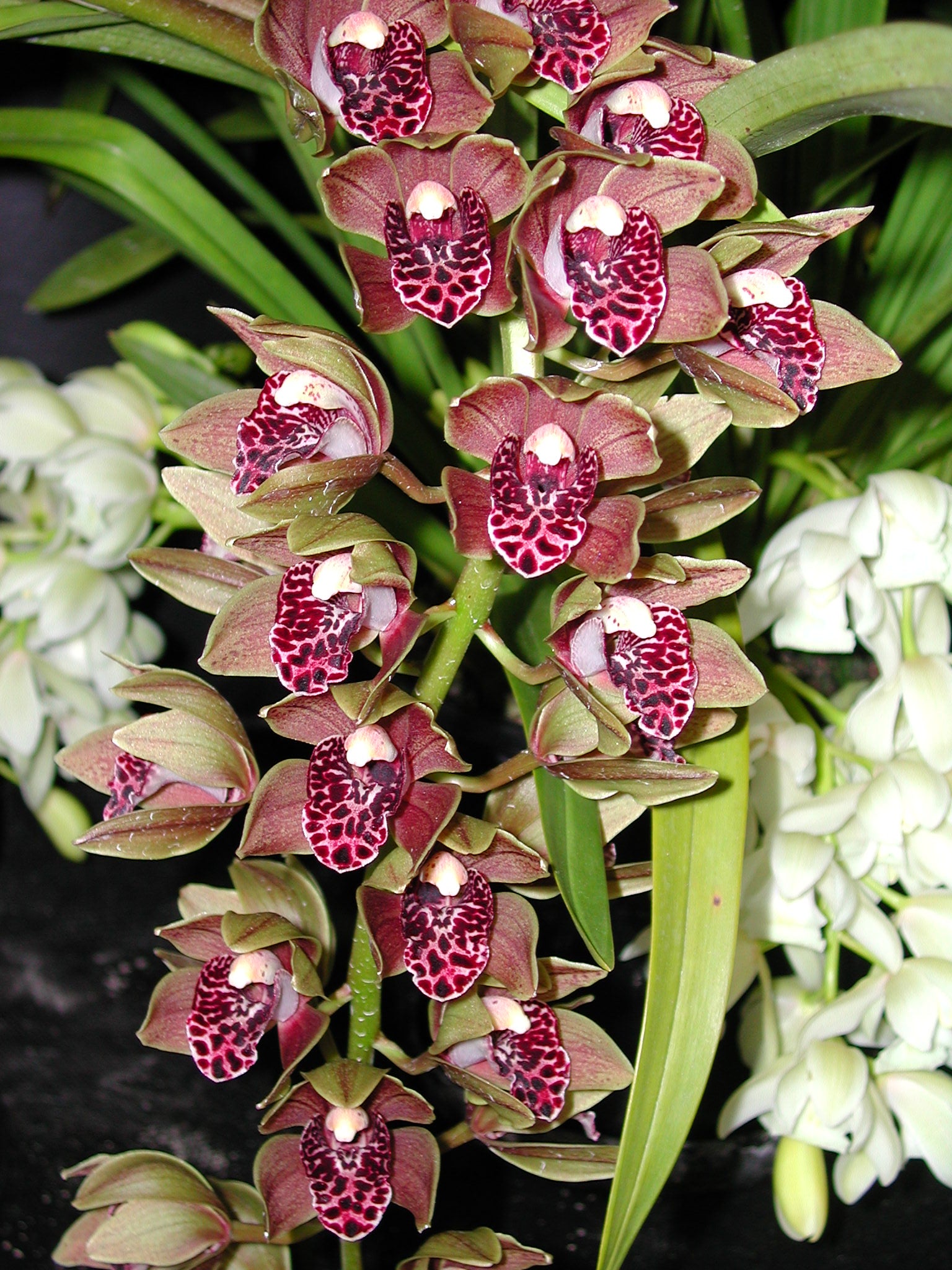 Cymbidium Plush Canyon 'Beenak'