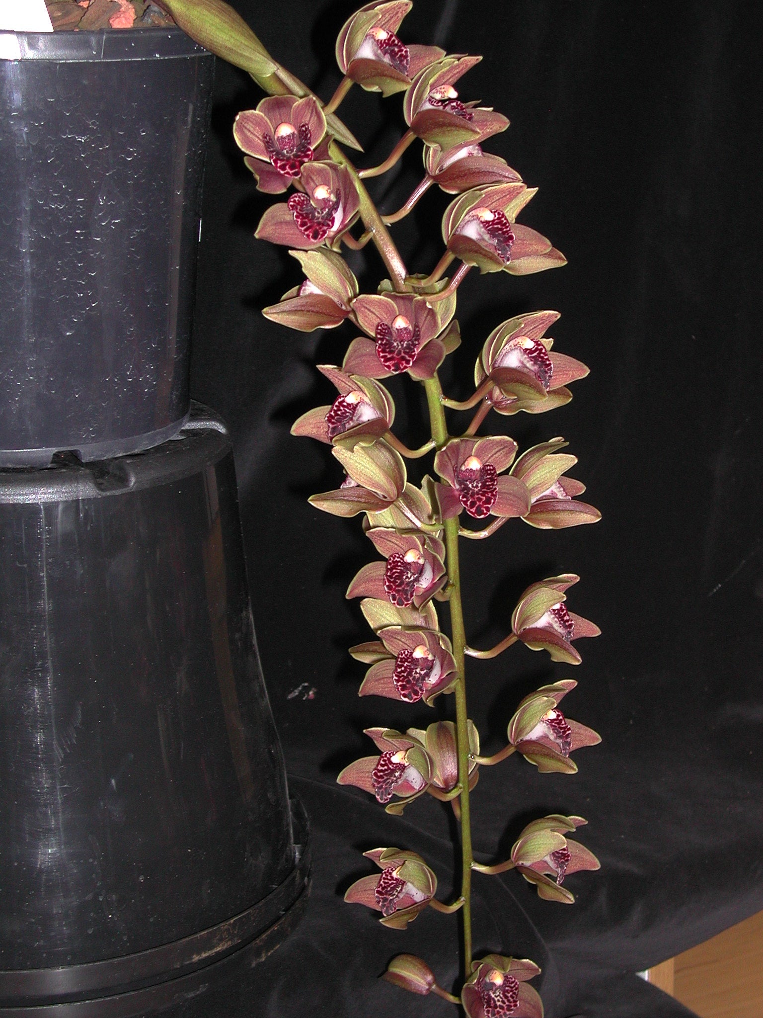 Cymbidium Plush Canyon 'Beenak'