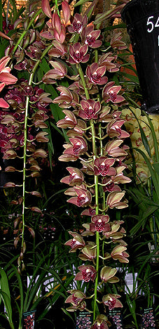 Cymbidium Plush Canyon 'Beenak'