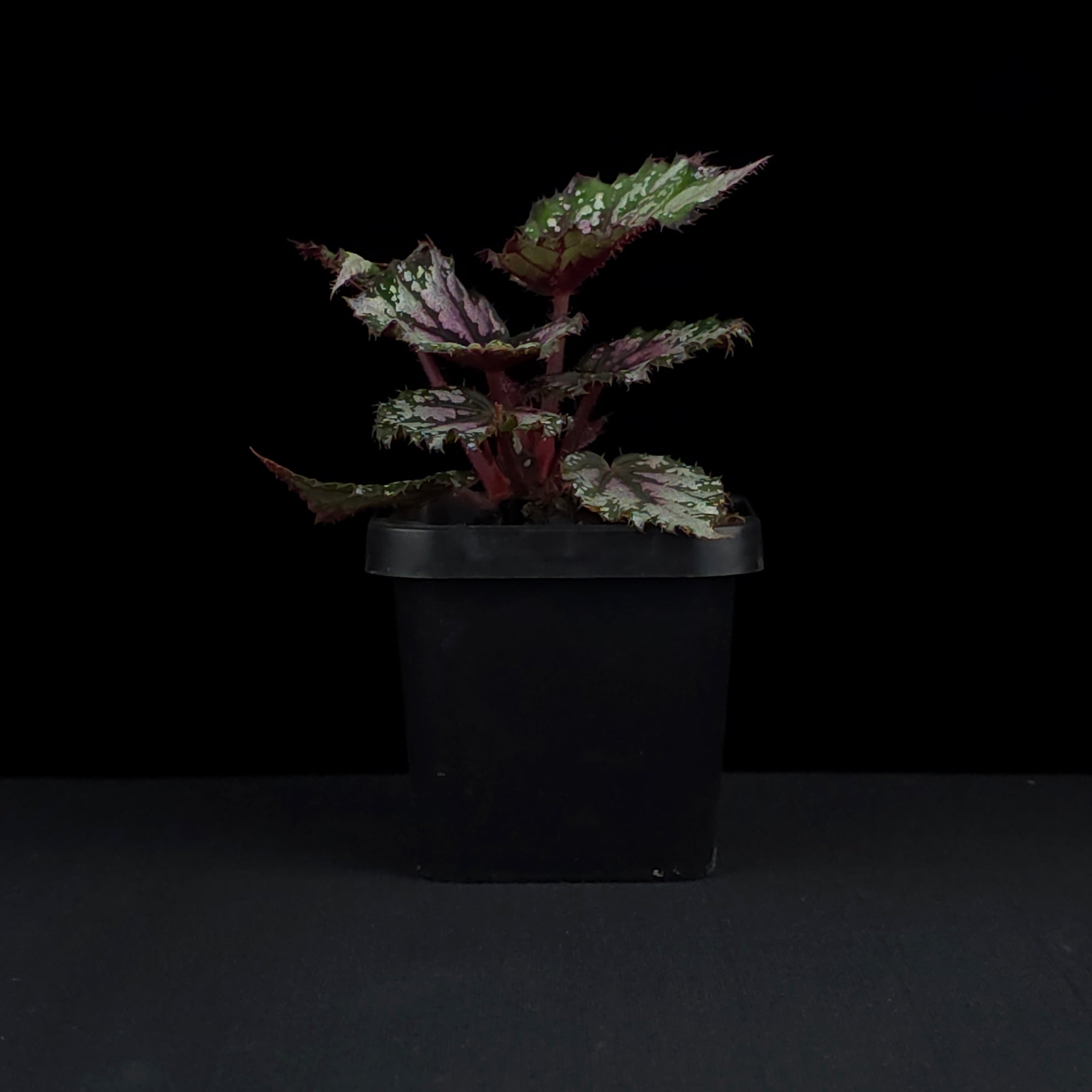 Begonia 'African Jungle' (WA - Prohibited)