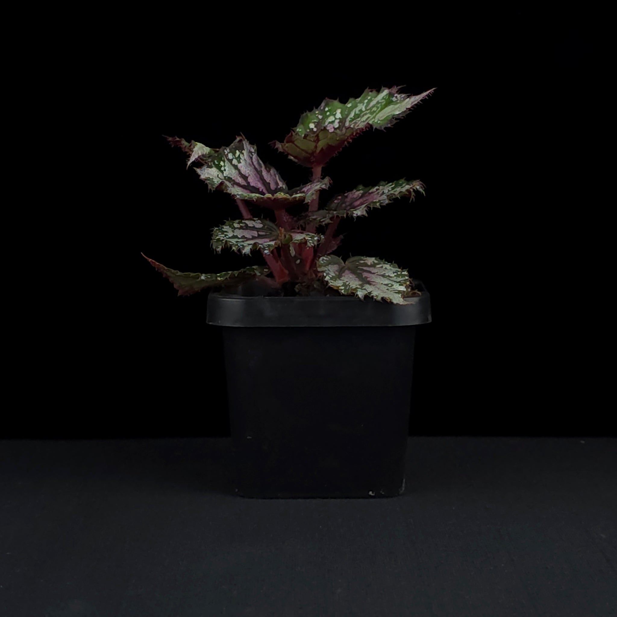 Begonia 'African Jungle' (WA - Prohibited)
