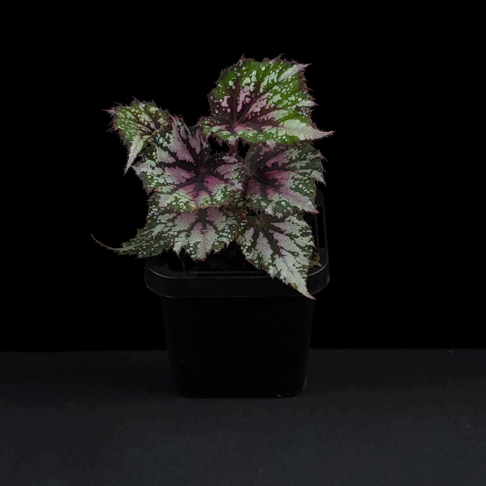 Begonia 'African Jungle' (WA - Prohibited)