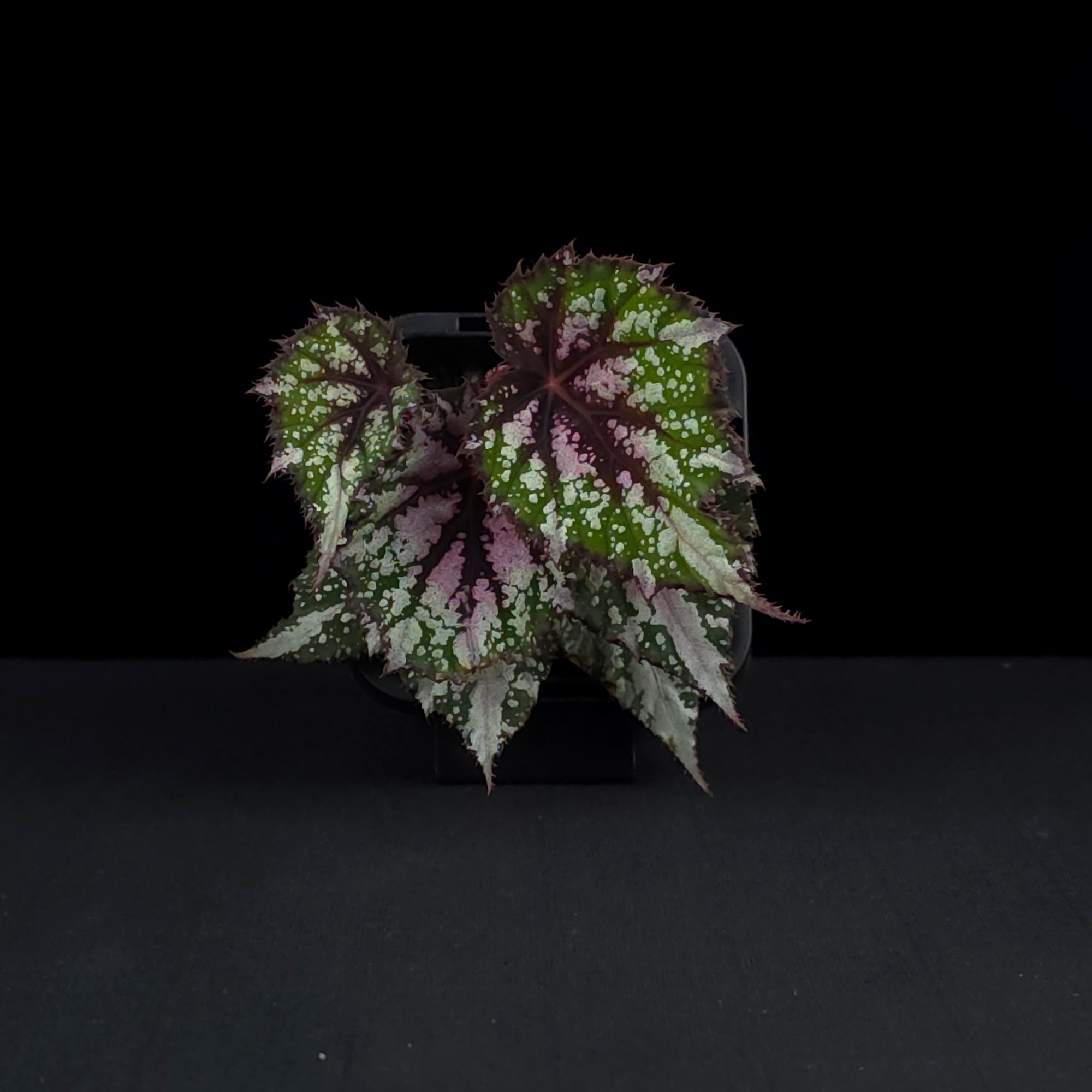 Begonia 'African Jungle' (WA - Prohibited)