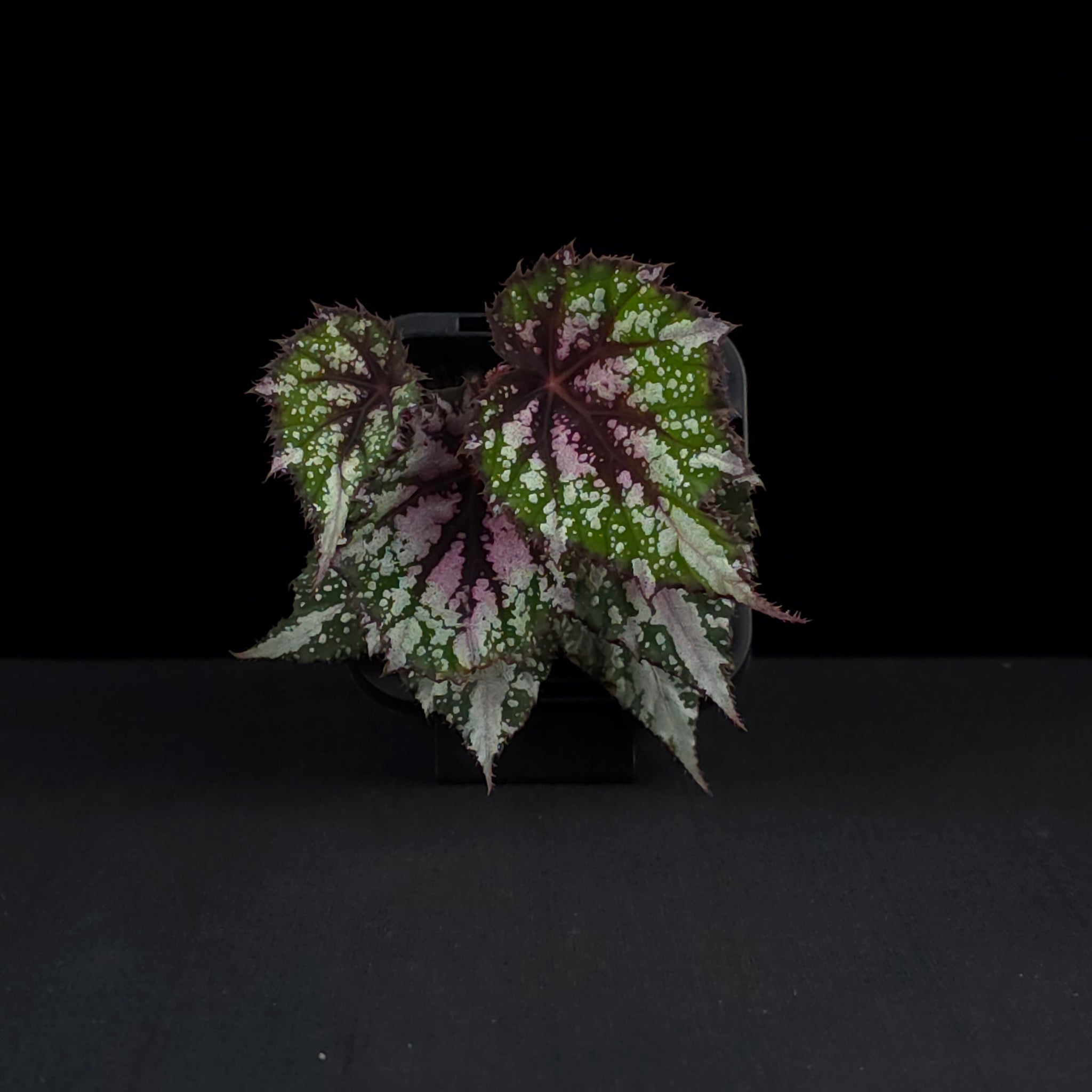 Begonia 'African Jungle' (WA - Prohibited)