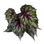 Begonia 'African Jungle' (WA - Prohibited)