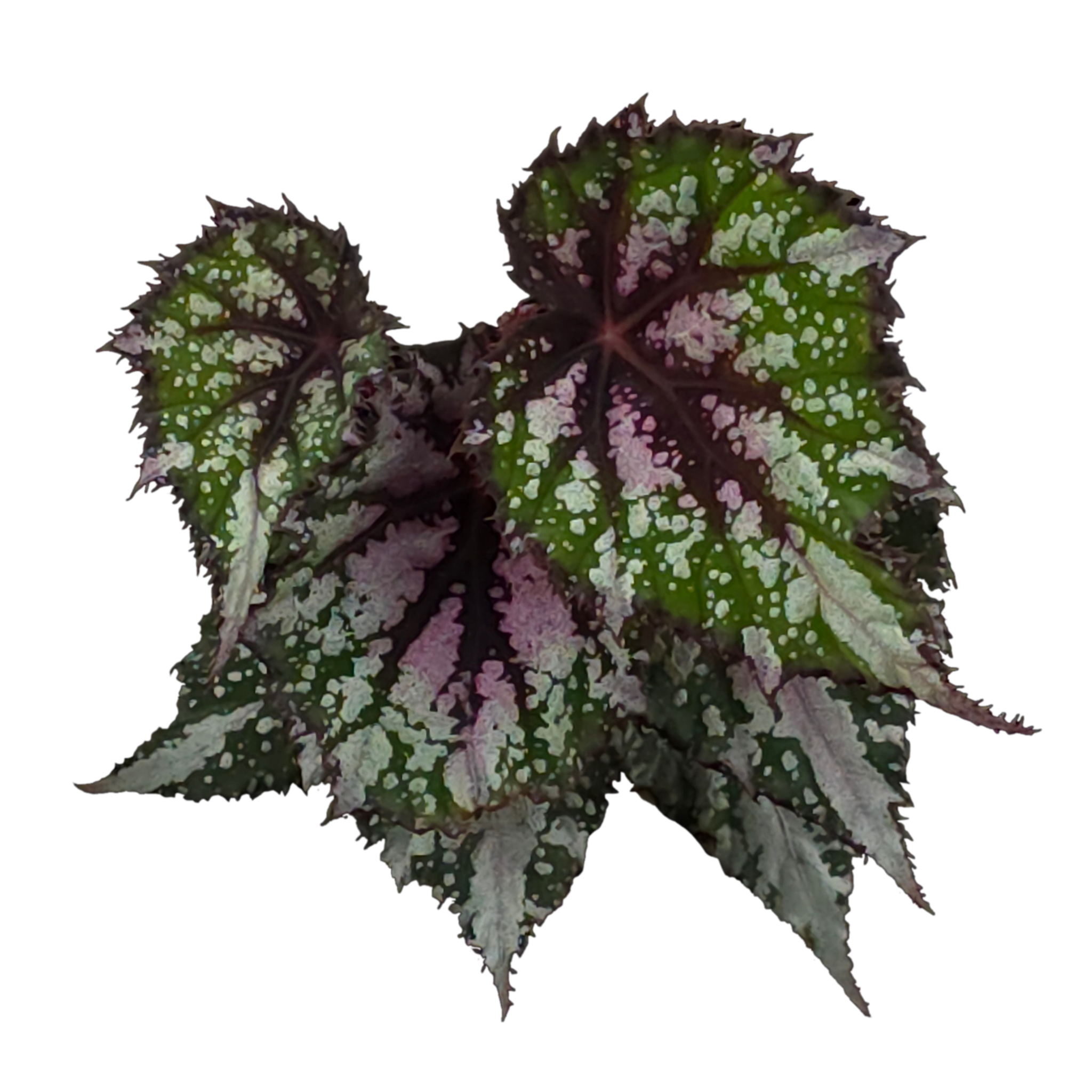 Begonia 'African Jungle' (WA - Prohibited)