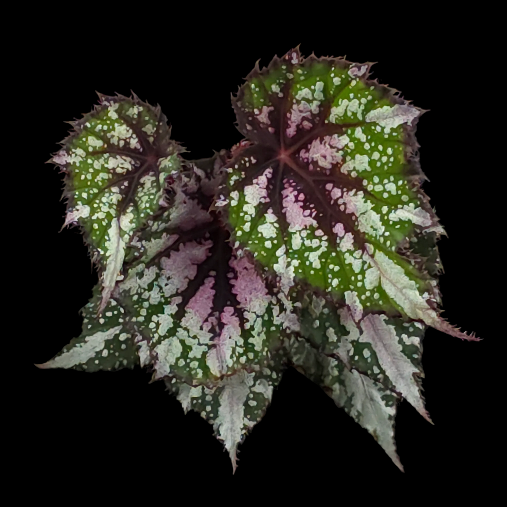 Begonia 'African Jungle' (WA - Prohibited)