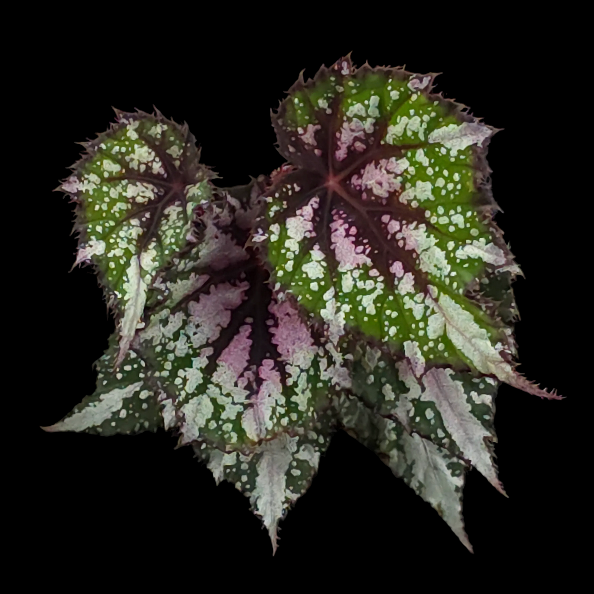 Begonia 'African Jungle' (WA - Prohibited)