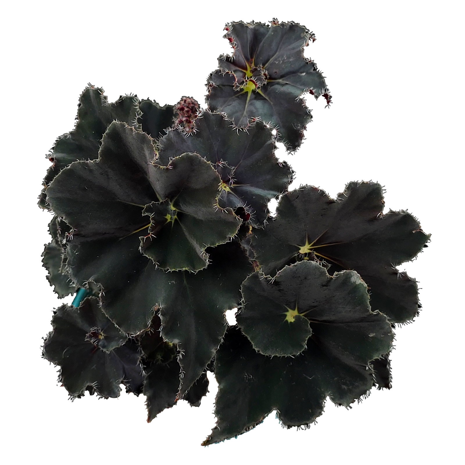 Begonia 'Black Mamba' (WA Prohibited)