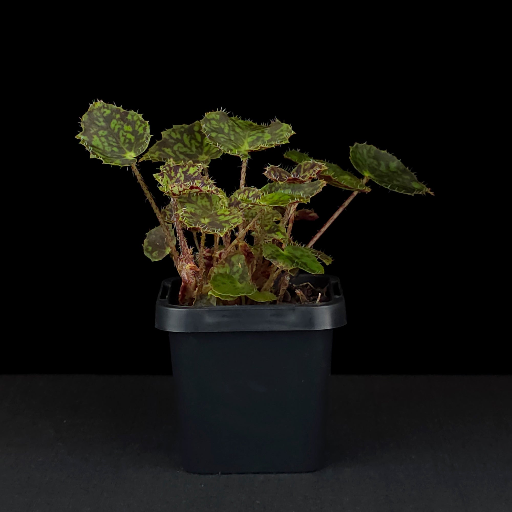 Begonia 'Bright Eyes' (WA prohibited)