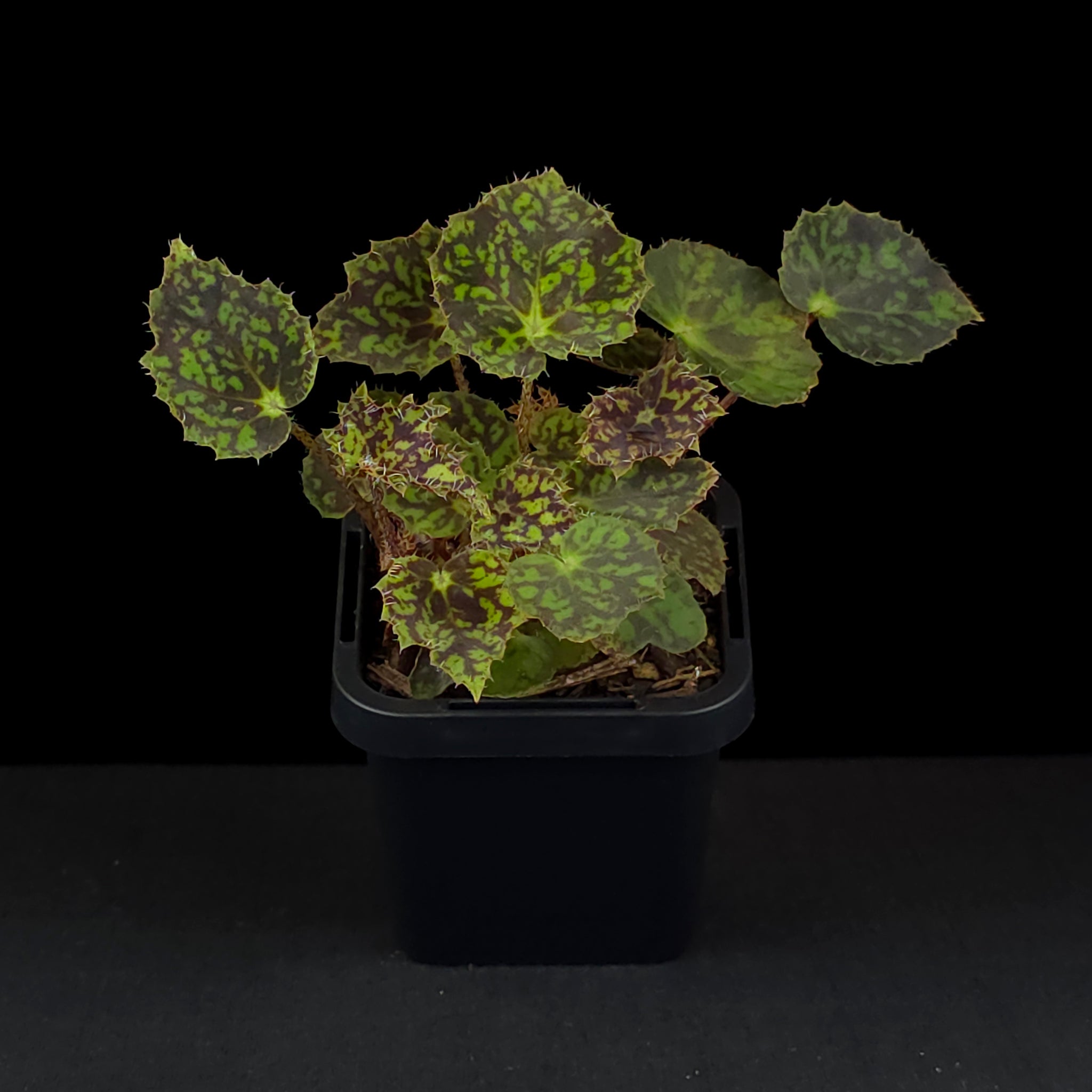 Begonia 'Bright Eyes' (WA prohibited)