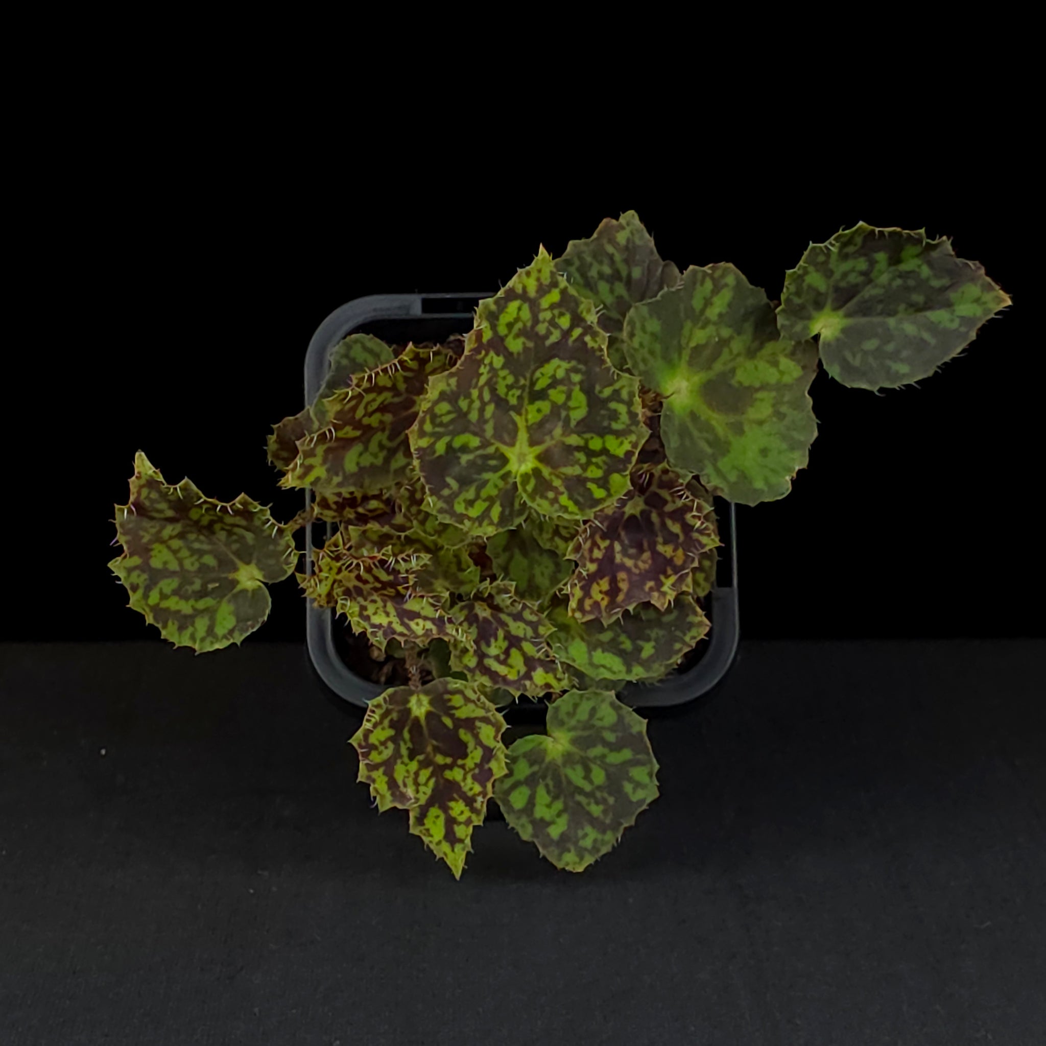 Begonia 'Bright Eyes' (WA prohibited)